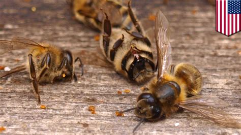 Are bees going extinct. Things To Know About Are bees going extinct. 